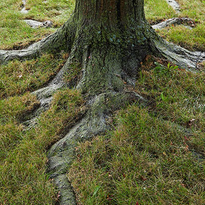 Supporting mature tree after root adjustment