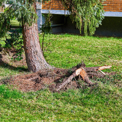 Residential tree root conflict resolution