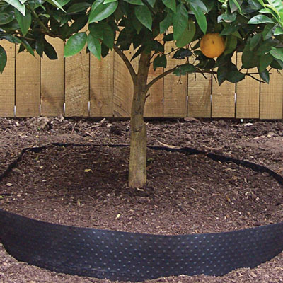 Tree root management around residential property