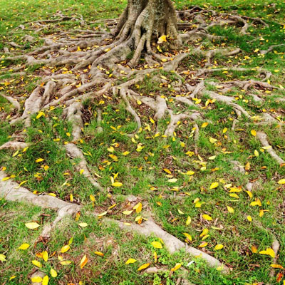 Managing tree roots without damaging stability