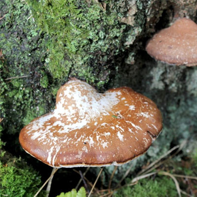 Cluster of mushrooms forming around exposed tree roots