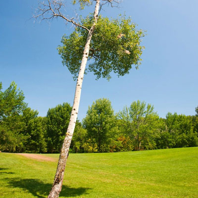 Leaning tree showing possible root instability near mushroom growth