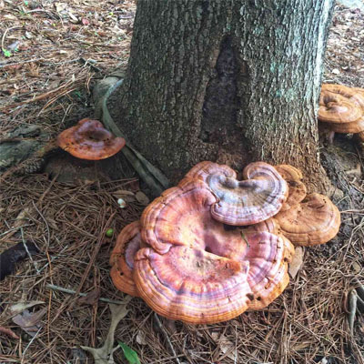 Fungi appearing at the base of a mature tree trunk