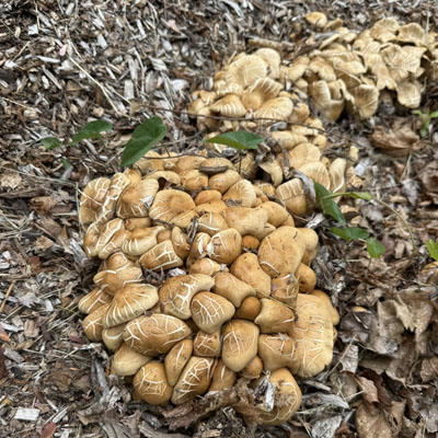 Fungi growing in mulch around tree roots