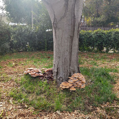Mushrooms Growing Near Tree Roots: Should You Be Concerned?