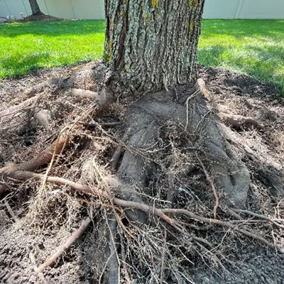 Damaged tree roots exposed above soil surface near base of trunk