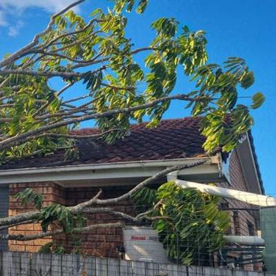 Overhanging tree branches posing risk to roof and gutters