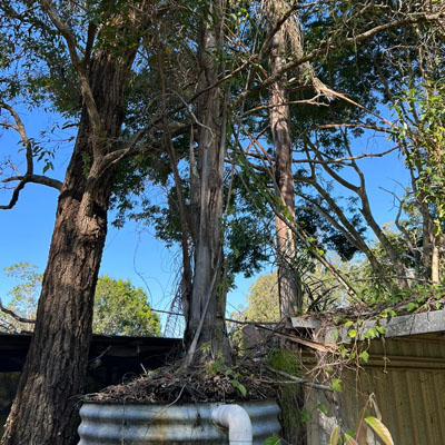 Professional tree pruning to protect home structures