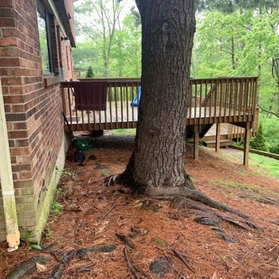 Tree roots affecting soil and foundations near home