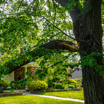 Damaged Tree Can Wait vs Immediate Removal