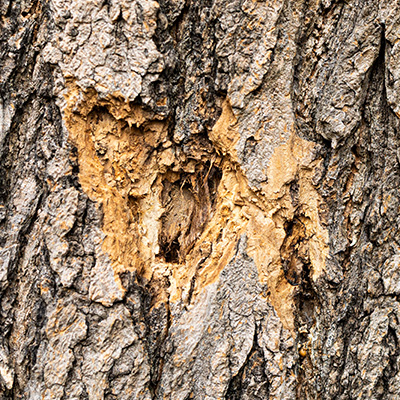 Damaged Tree Can Wait vs Immediate Removal