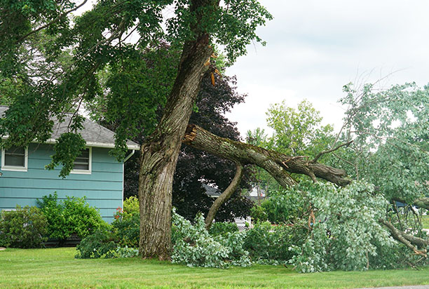 Damaged Tree Can Wait vs Immediate Removal