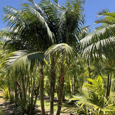 Large palm trees can create hazards