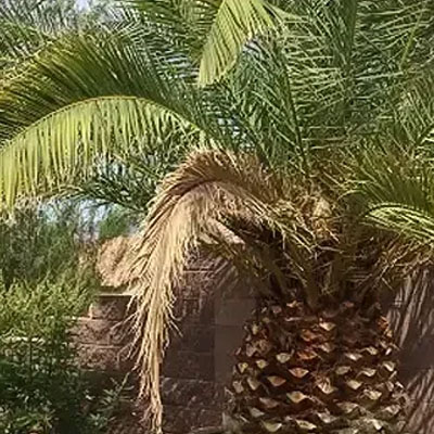 Leaf scorch due to extreme heat