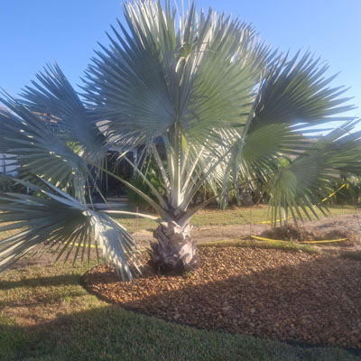 Natural palm frond shedding