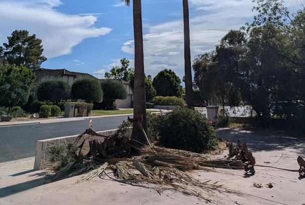 What to Do When Palm Fronds Are Dropping Frequently