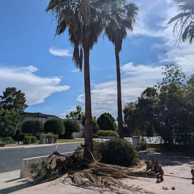 What to Do When Palm Fronds Are Dropping Frequently