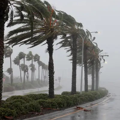 Palm fronds can fall during storm events
