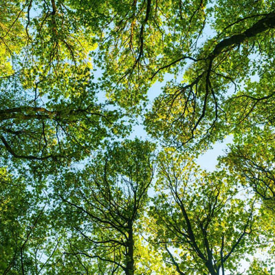 Tree Foliage often starts thinning in specific areas