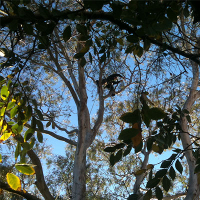 Thinning Foliage: What It Says About Your Tree's Health