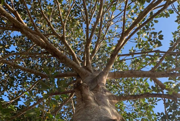 Tree crown with visible gaps in leaf coverage