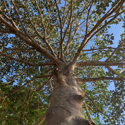 Uneven foliage density across a mature tree canopy