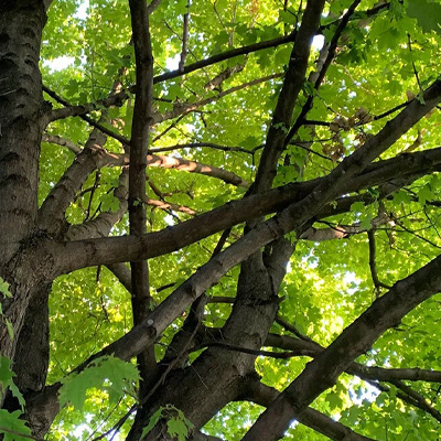 thinning tree canopy