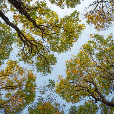 thinning tree canopy