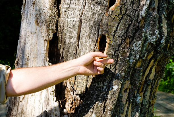 Cracks in Tree Trunks: When They Indicate Structural Risk