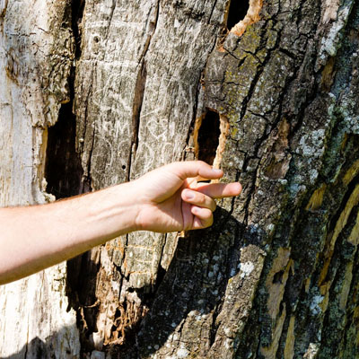 An arborists assessment can help determine if the crack in your trees will be problematic in the future