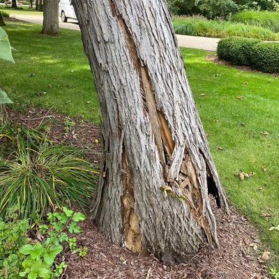 Why Cracks Form in Tree Trunks