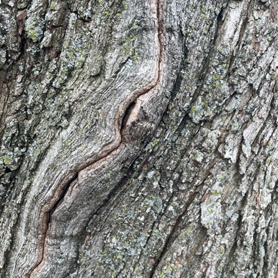 Shallow surface cracking in the bark often occurs as the outer layer expands