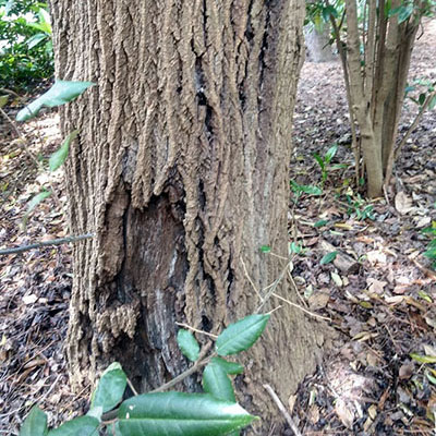 Warning Signs a Crack May Lead to Failure