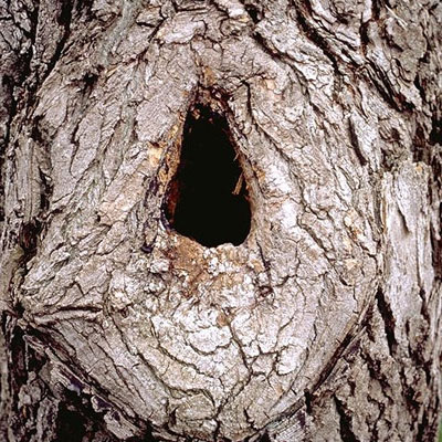 How Tree Trunks Become Hollow