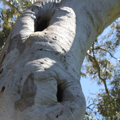 When a Hollow Trunk Is Still Structurally Sound