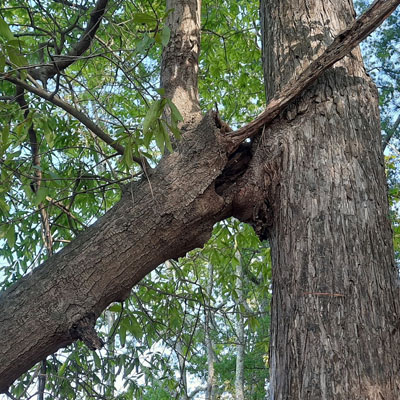 When a Hollow Trunk Becomes a Structural Risk