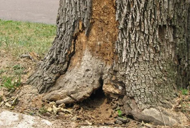 Hollow Tree Trunks: What They Mean for Stability