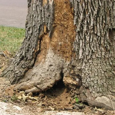 What to Do If a Tree Has a Hollow Trunk
