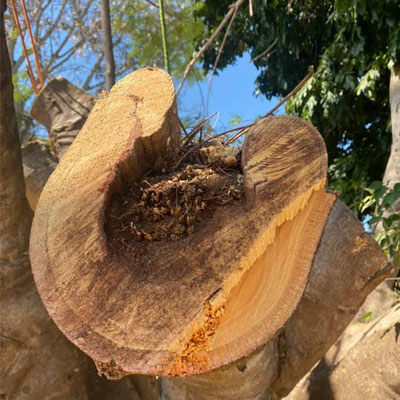 Signs a Hollow Tree May Be Unstable
