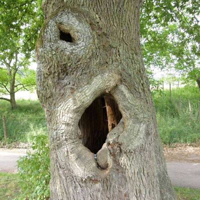 Why Some Hollow Trees Remain Standing for Years