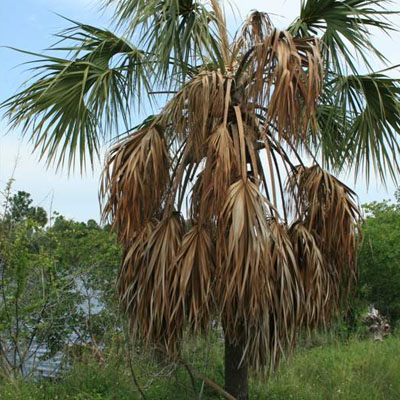 Palm Entering Late-Stage Decline