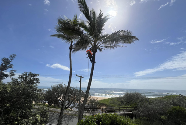 When a Palm Reaches the End of Its Lifespan and Becomes a Risk