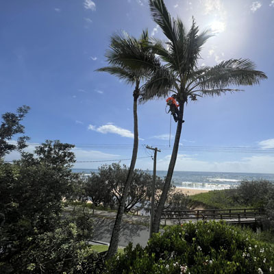 Palm Tree Removal Can Become the Safer Option
