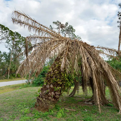 Warning Signs a Palm May No Longer Be Stable