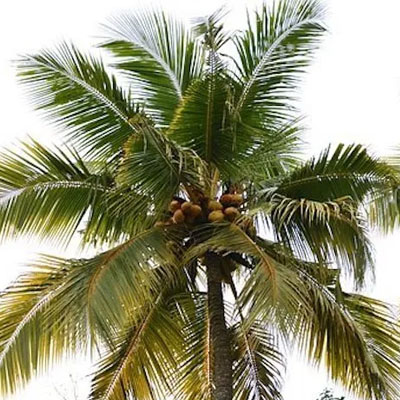 Palm Trees Age Differently From Other Trees