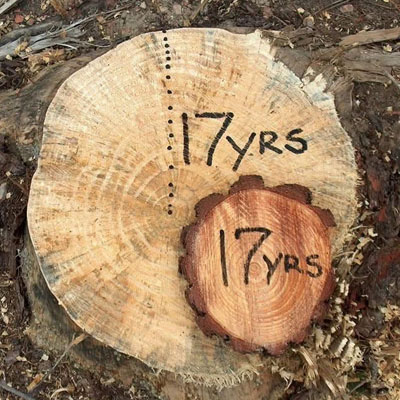 Some Trees Become More Problematic as They Age - Ageing affects trees differently