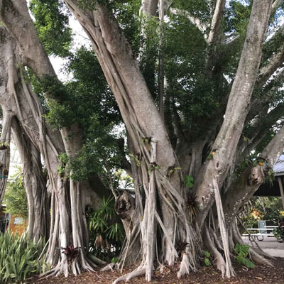 Some Trees Become More Problematic as They Age - Ficus microcarpa