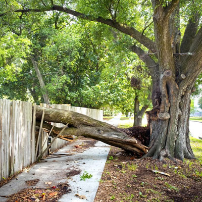 Some Trees Become More Problematic as They Age - Structural Issues