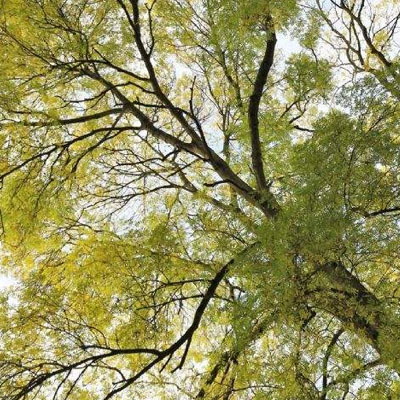 Branch Tip Dieback and Early Signs of Tree Stress - Tree canopy with branch dieback