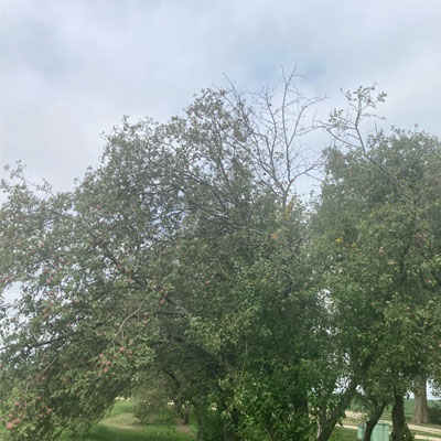 Branch Tip Dieback and Early Signs of Tree Stress - Common causes of dieback